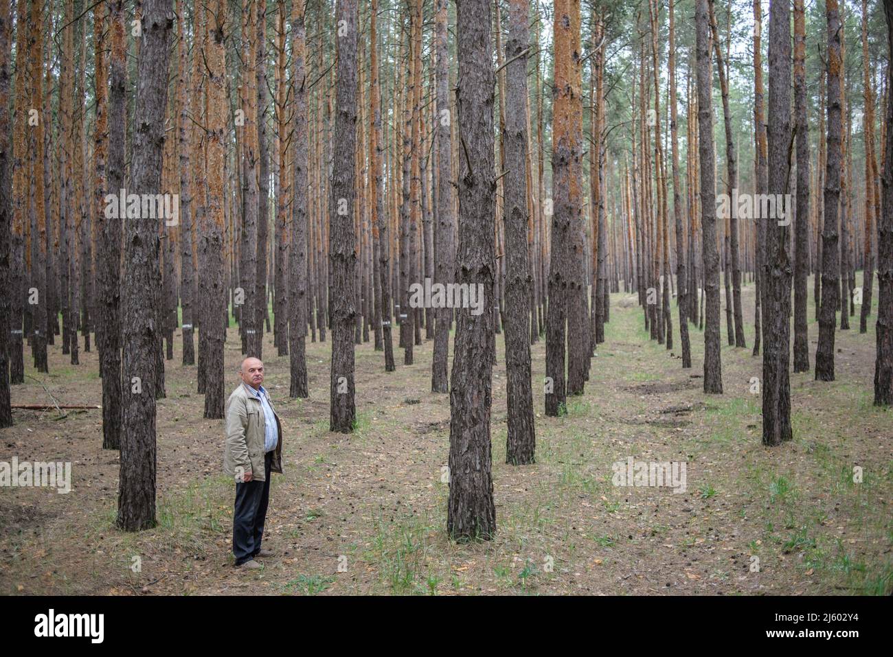 Der Hauptforster steht im Wald in Oleschky (ehemals Tsiurupynsk), im Gebiet Cherson, Ukraine Stockfoto