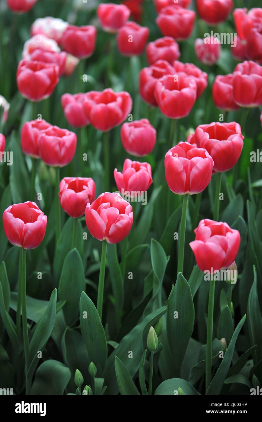 Pinky Red mit weißen Rändern Triumph Tulpen (Tulipa) Lady Priscilla blüht im März in einem Garten Stockfoto