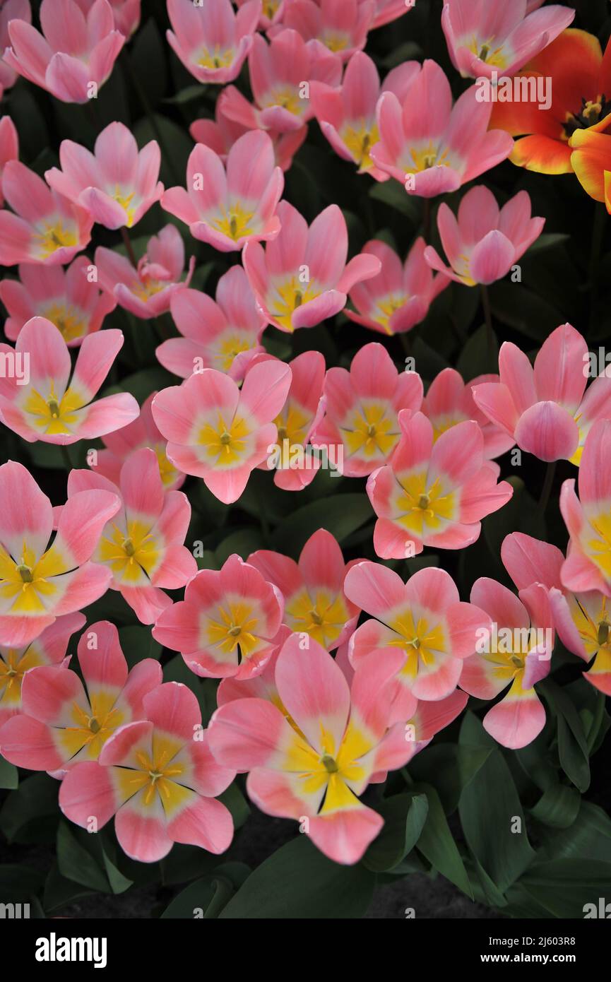 Pink Darwin Hybride Tulpen (Tulipa) Helle und verträumte Blüte in einem Garten im März Stockfoto