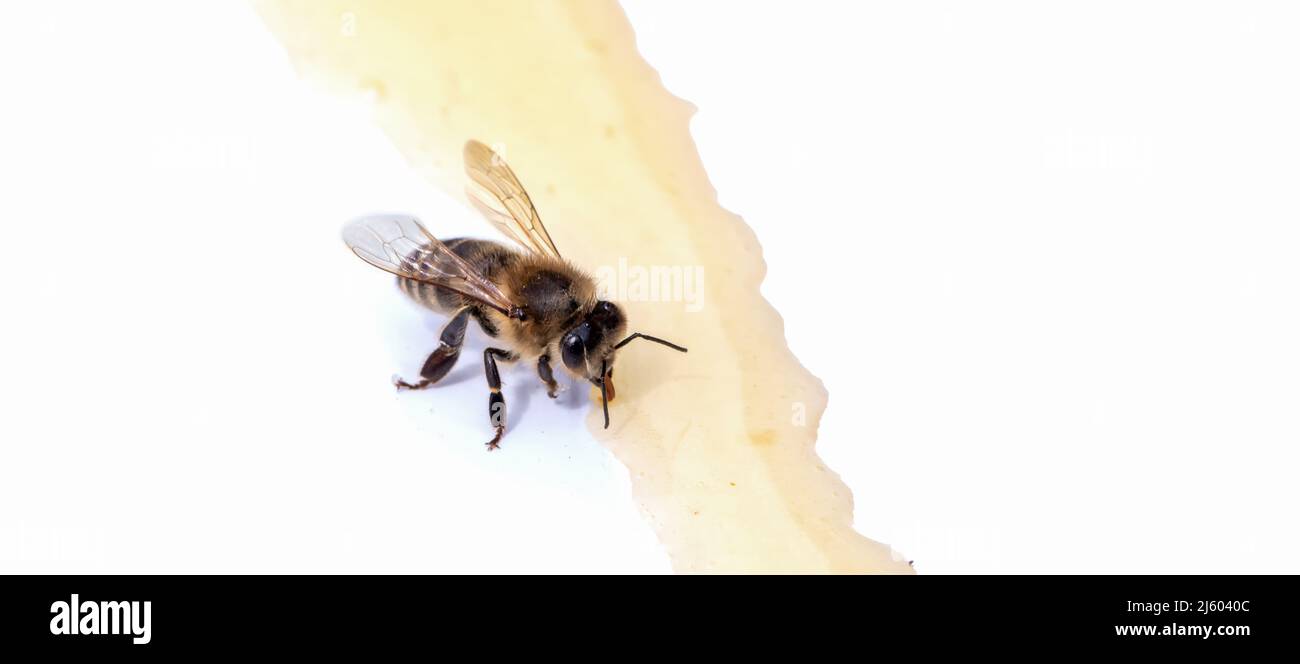 Biene auf weißem Hintergrund verbraucht Honig. Nahaufnahme von Fotos. Stockfoto