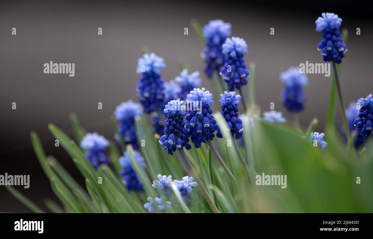 Muscari armeniacum blüht im Garten auf dunklem Grund. Schöne Frühlingsblumen im Garten. Stockfoto