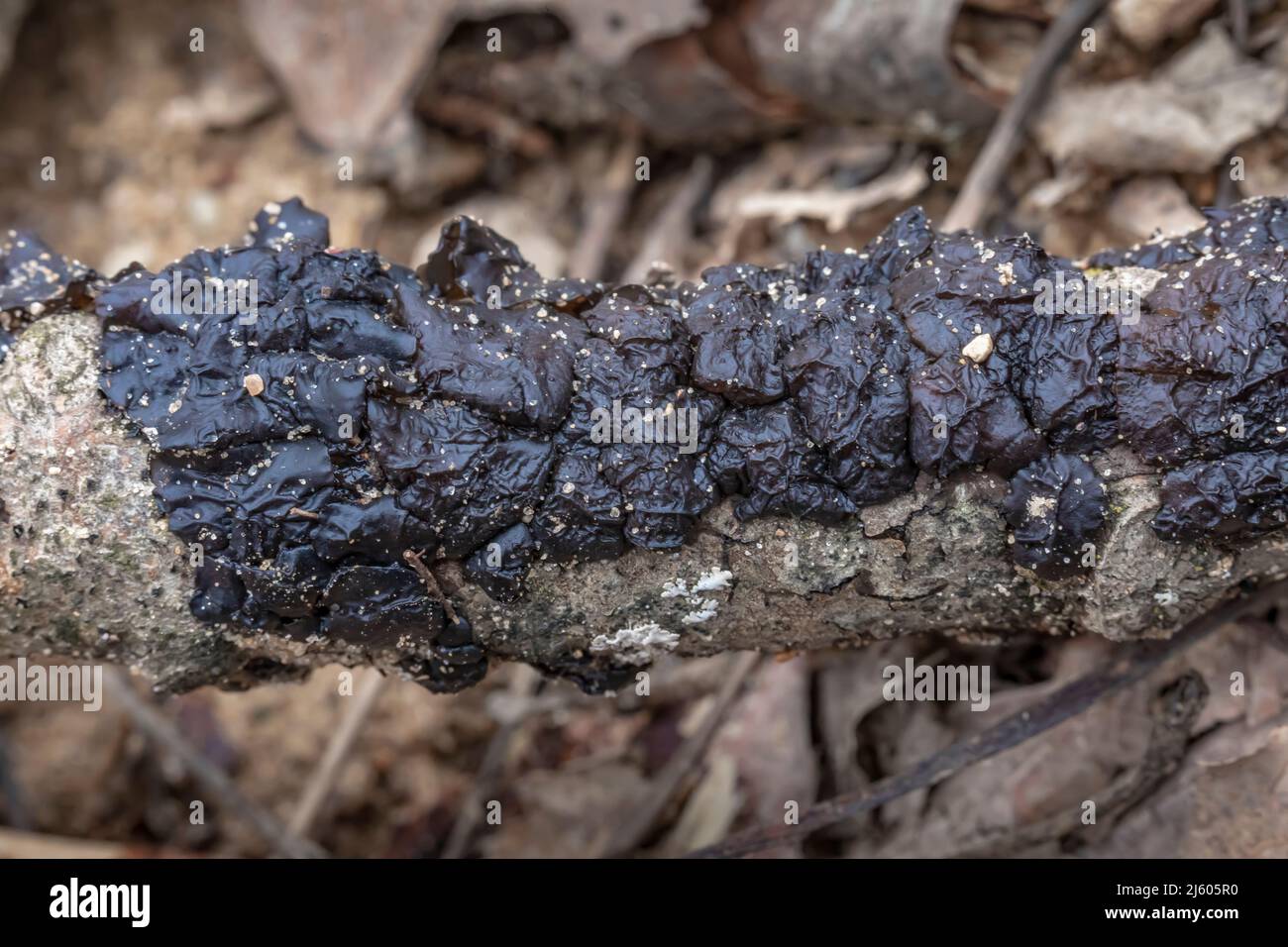 Warlock's Butter, Exidia nigricans, an einem toten Zweig im Zentrum von Michigan, USA Stockfoto