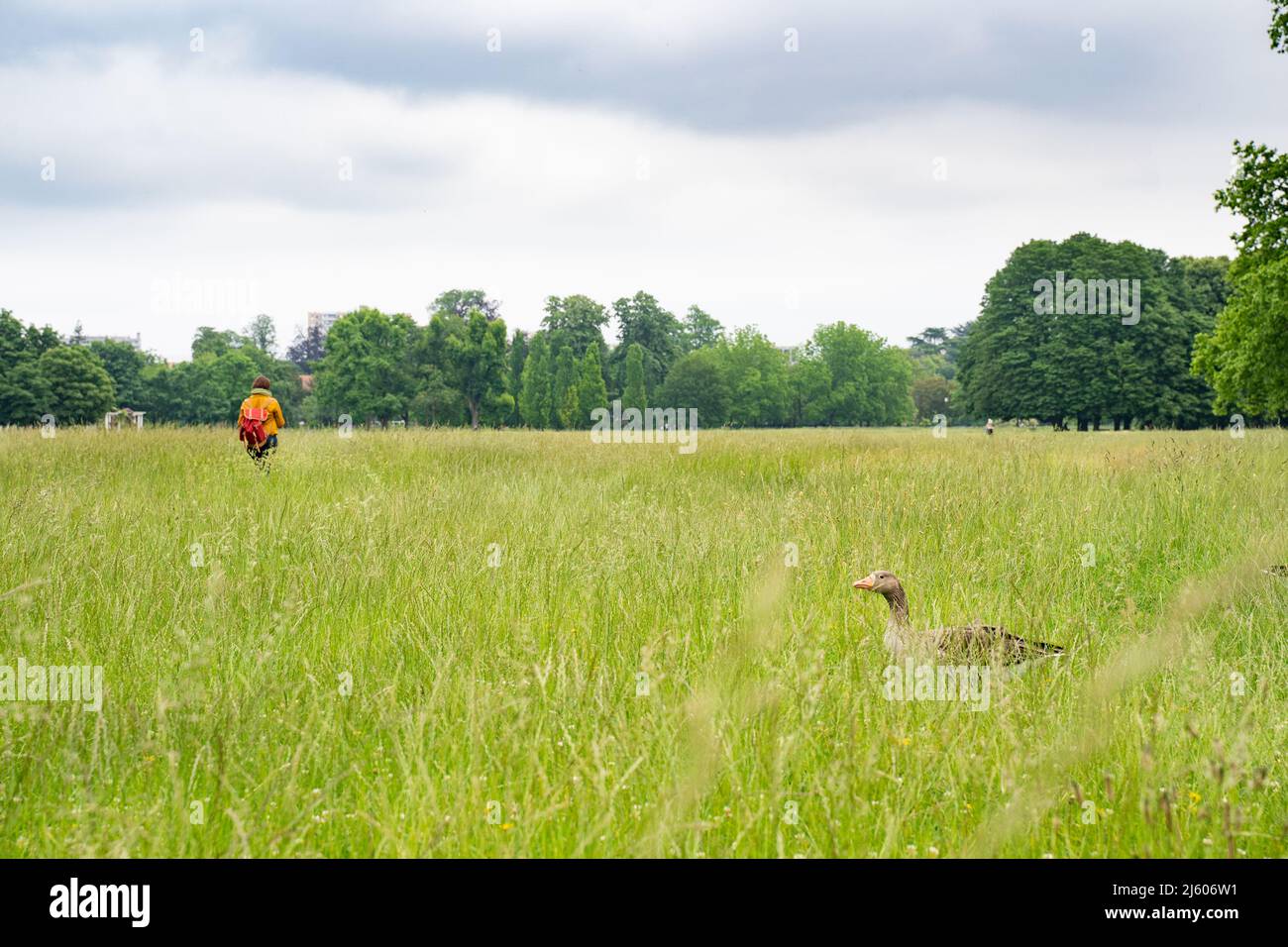 Graue Gans im Parc de la Tête d'Or (Gold des Parkkopfes) von Lyon, Frankreich. Stockfoto