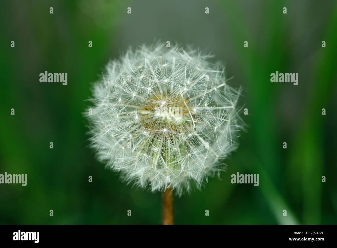 Nahaufnahme Des Dandelion-Saatkopfes Im Frühling Stockfoto
