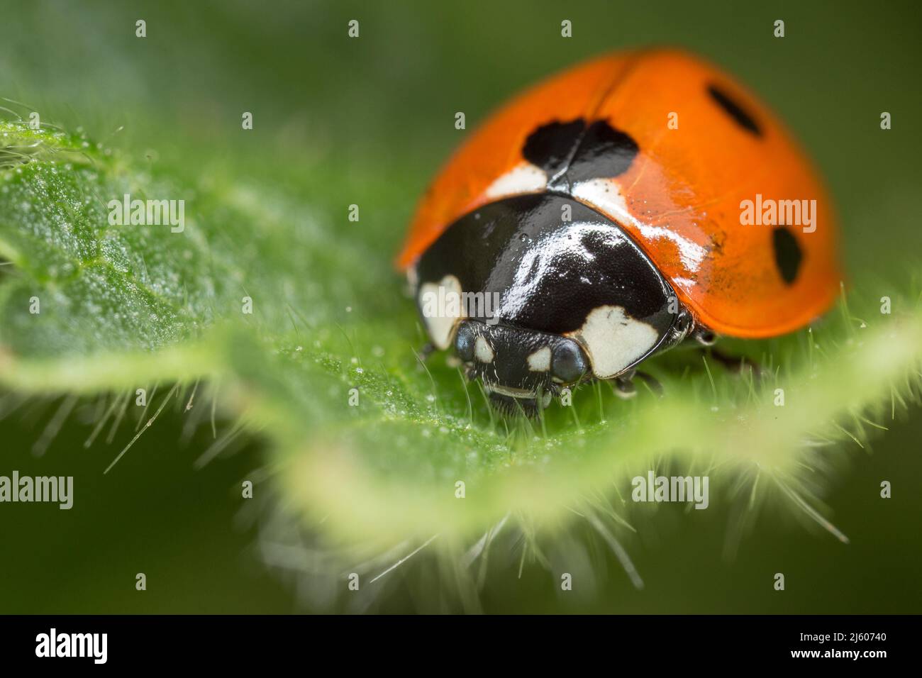 Marienkäfer (Coccinella septempunctata) mit sieben Flecken im Laub in einem Garten, Hertfordshire, Großbritannien Stockfoto