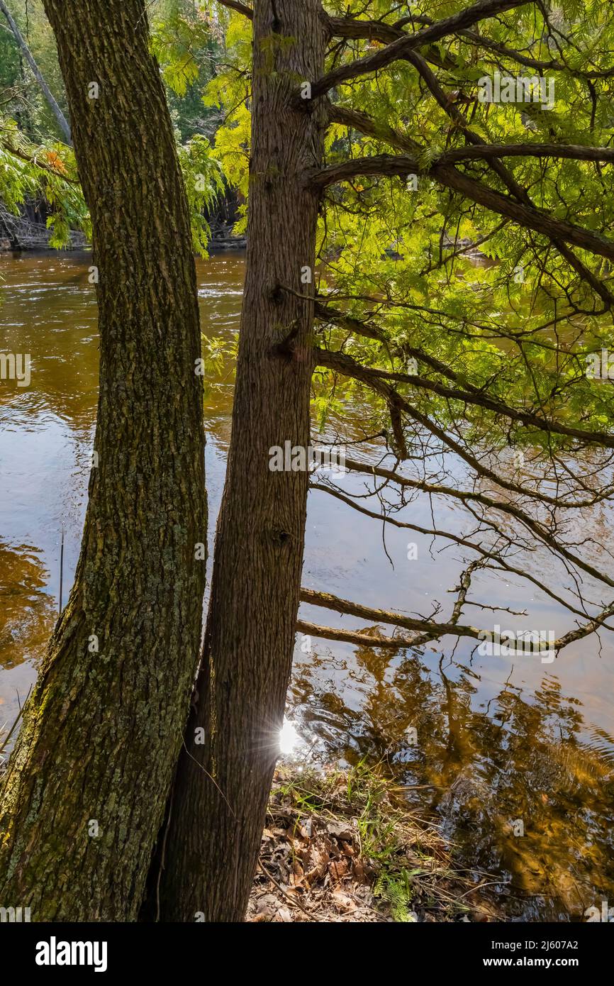 Northern White Cedar, Thuja occidentalis, Bäume entlang des Chippew River im Sylvan Solace Preserve nahe Mt. Pleasant, Michigan, USA Stockfoto