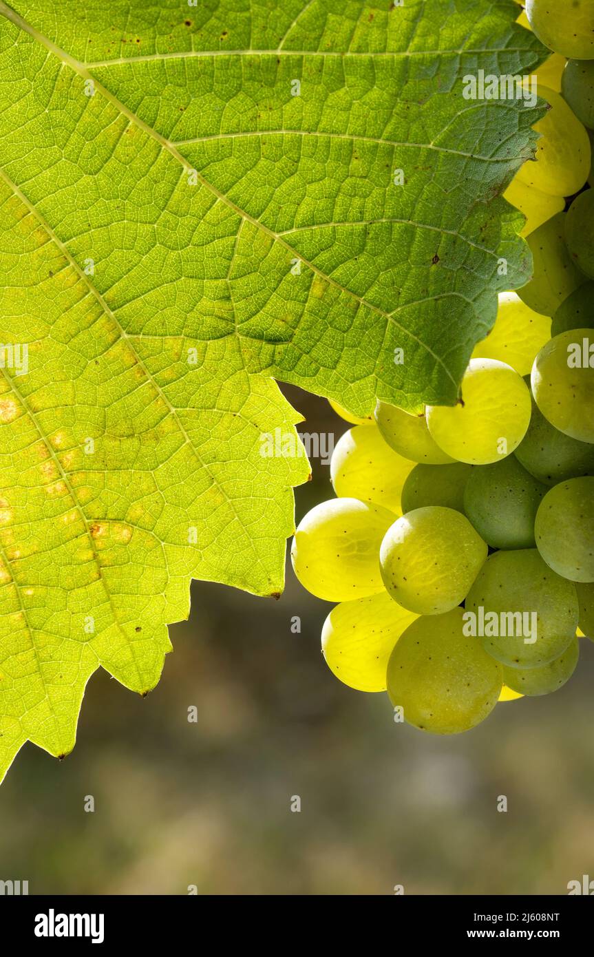 Ein Strauß weißer Trauben neben einem Blatt Stockfoto