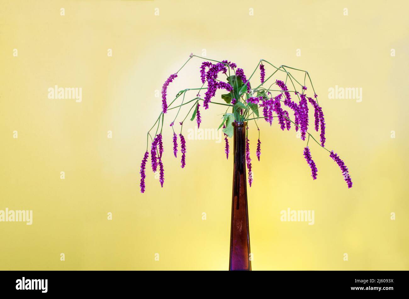 Lila Blüten in einer Glasvase. Stockfoto