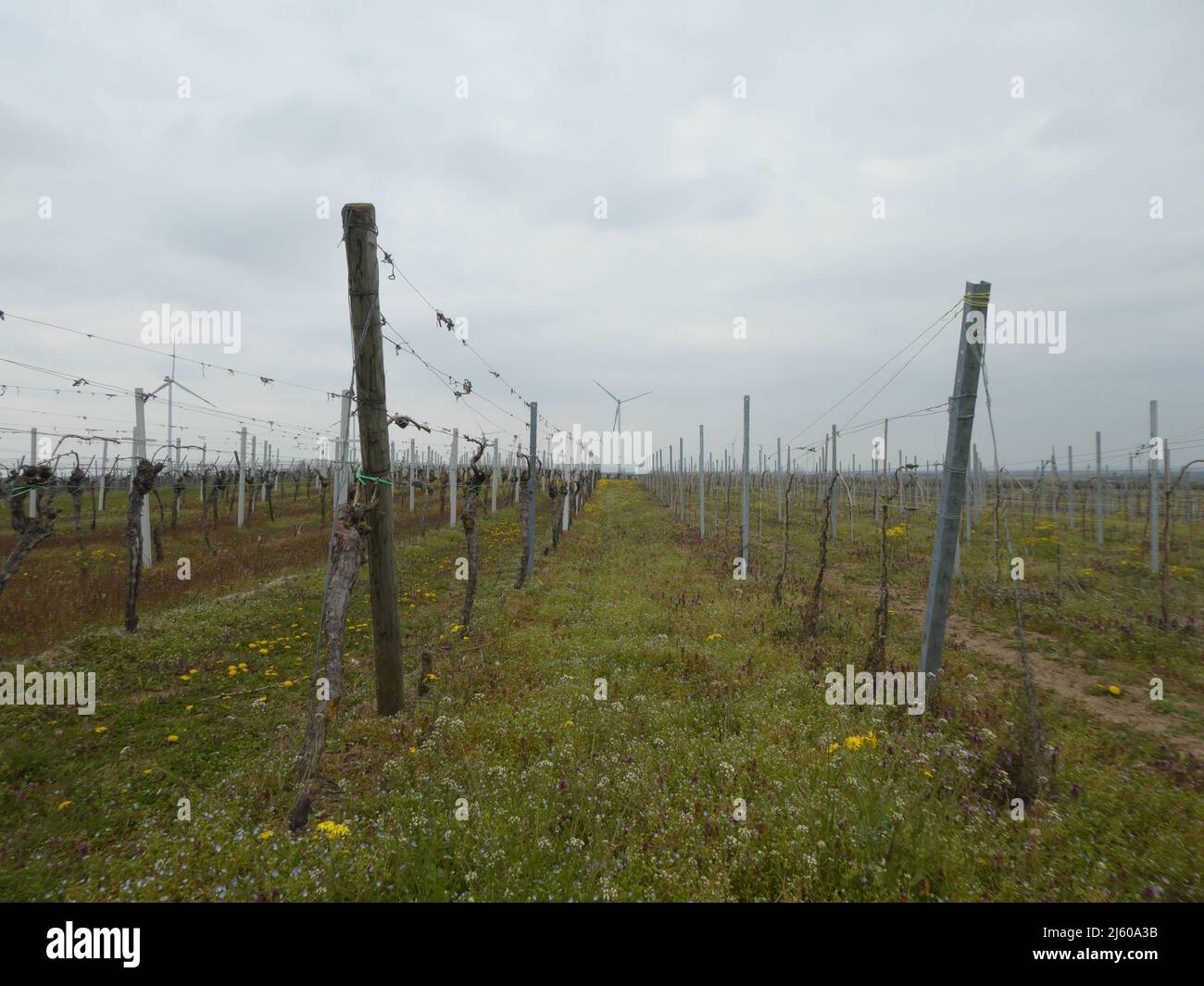 Die Linien eines Weinhofes im Frühling Stockfoto