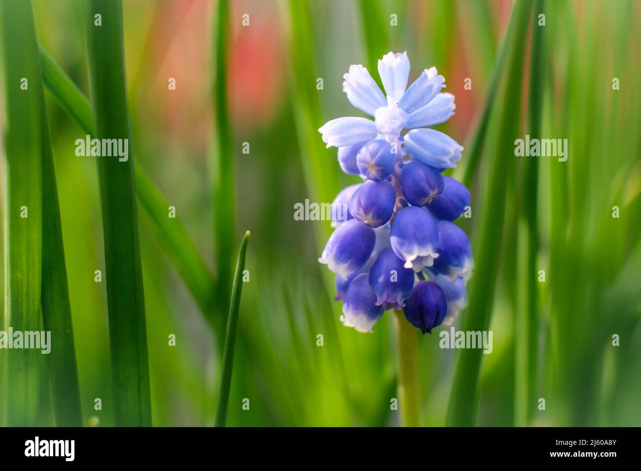 Nahaufnahme der blauen Traubenhyazinthe vor grünem Hintergrund Stockfoto