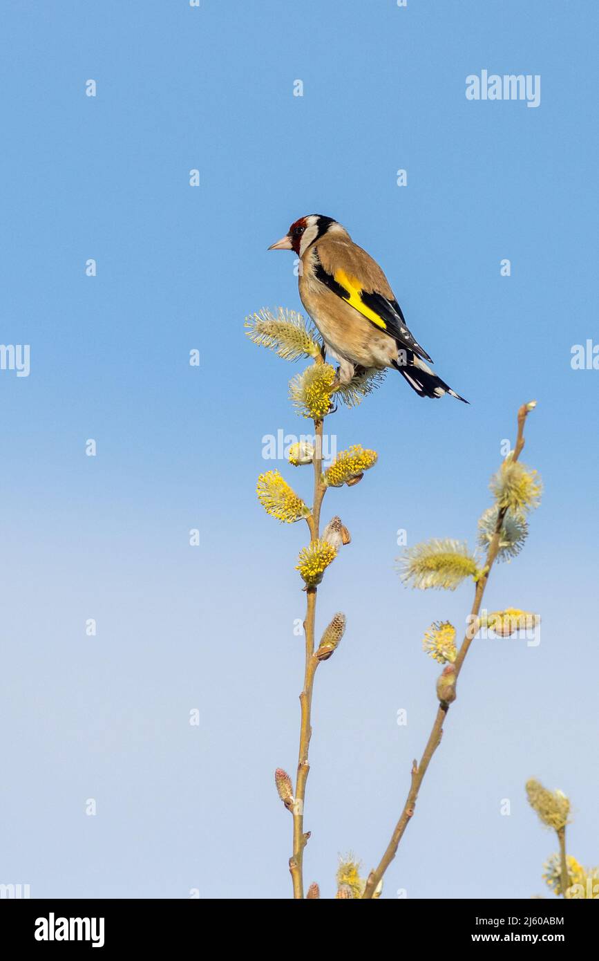 Goldfink (Carduelis carduelis) auf einem Ast mit blauem Himmel Stockfoto