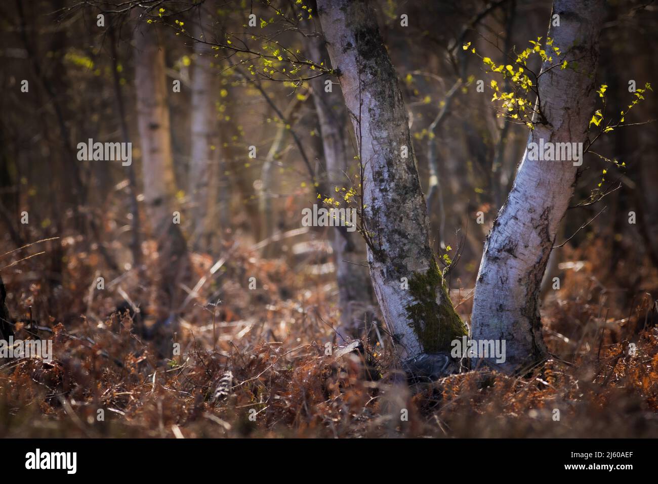 Waldgebiet bei Dunwich Heath an der Suffolk Coast Stockfoto
