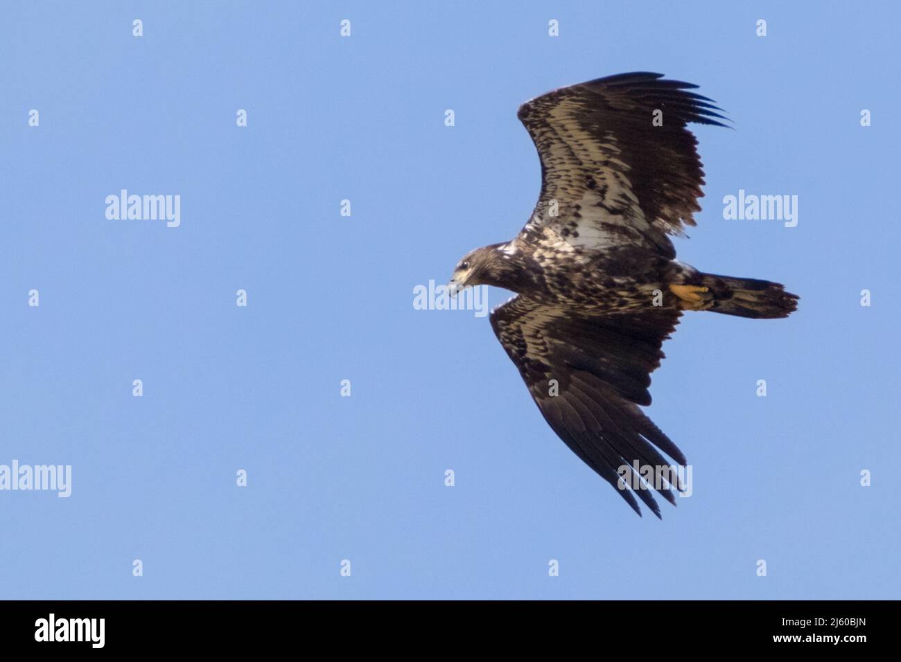 Nahaufnahme eines jungen Weißadlers, der in blauem Himmel fliegt Stockfoto