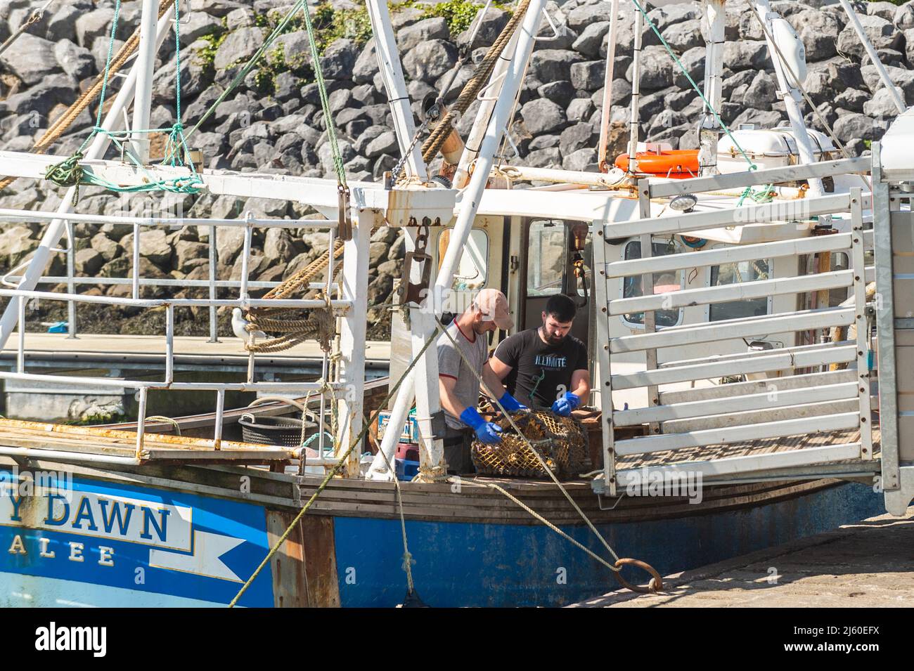 Fischer laden Krabbenköpfe auf ihr Fischerboot in Dingle Harbour, County Kerry, Irland. Stockfoto