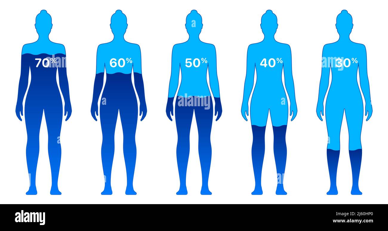Weiblicher Körper mit unterschiedlichen Wasserstiveau-Prozentsätzen, isoliert auf weißem Hintergrund. Frau Körper Wasser Zusammensetzung Vektor Illustration. Stock Vektor