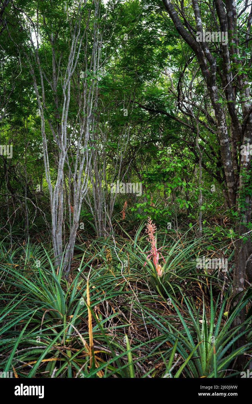 Caatinga Wald mit Bromelien bekannt als Macambira Stockfoto
