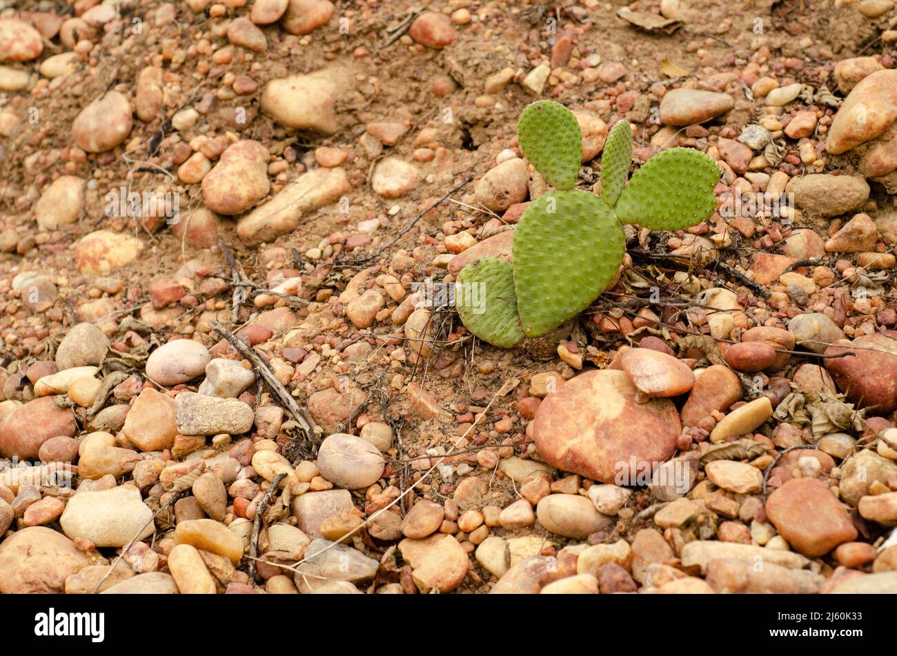 Palmkaktus auf steinigem Gelände in der Caatinga, der einheimischen Vegetation des nordöstlichen Brasiliens Stockfoto