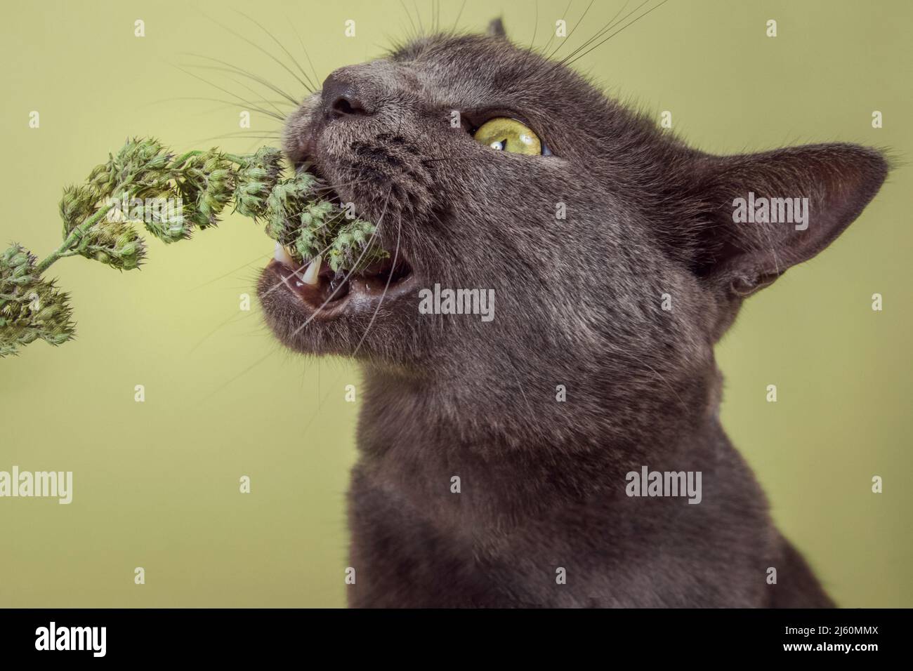 Modernes Studioporträt einer Katze, die begeistert eine Knospe Katzenminze frisst. Stockfoto