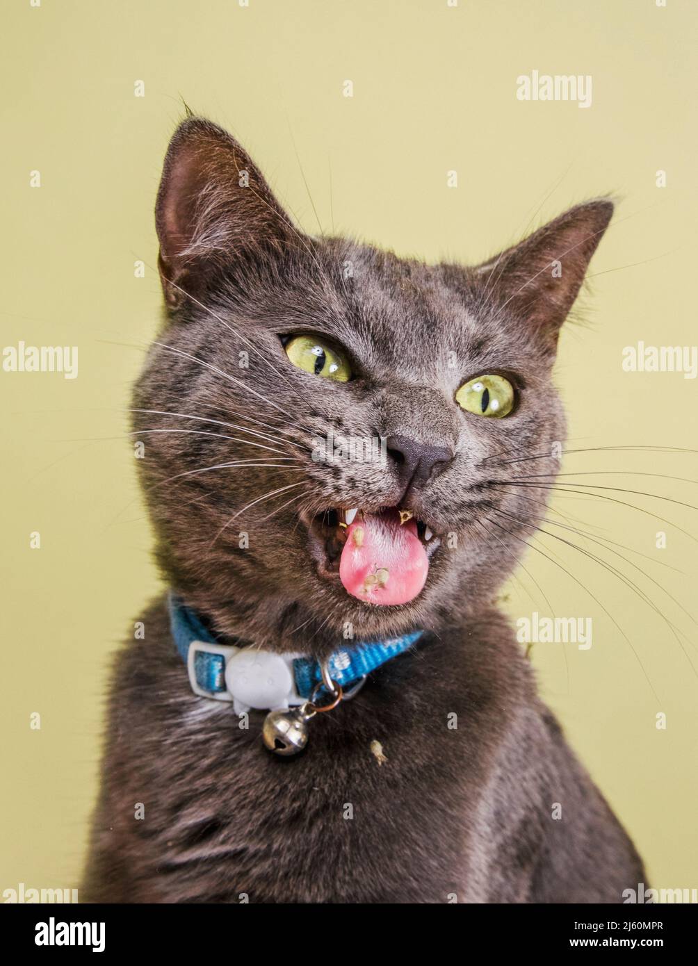 Ausdrucksstarkes Studioporträt der Katze mit offenem Mund und Katzenschnippe auf der Zunge. Stockfoto