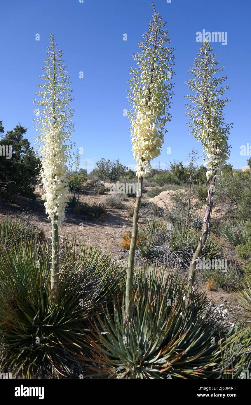 Agua Dulce, Kalifornien, USA 17.. April 2022 Eine allgemeine Ansicht der Atmosphäre des Vasquez Rocks Natural Park am 17. April 2022 in Agua Dulce, Kalifornien, USA. An diesem Ort befinden sich Dracula mit Bela Lugosi, The Flintstones Movie, Mel Brooks Blazing Saddles, Bill und Ted's Excellent Adventure mit Keanu Reeves, Planet of the Apes, Star Trek, Austin Powers man of Mystery mit Mike Myers, Army of Darkness, Werwolf of London, Michael Jackson Black and White Video, Bette Midler für die Jungen, Rihanna und Justin Timberlake Rehab Video, Steal My Girl with One Direction, Airwolf, A Team, The Bionic Woman, Stockfoto