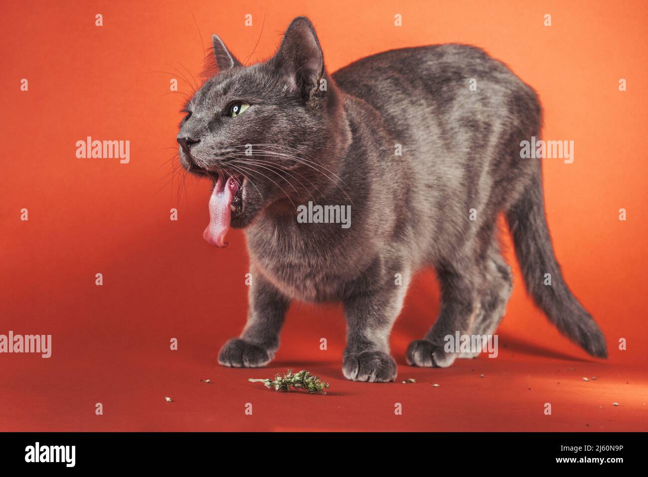 Ganzkörper-Studioporträt einer grauen Katze mit ausgestreckter Zunge beim Verzehr von Katzenminze. Stockfoto