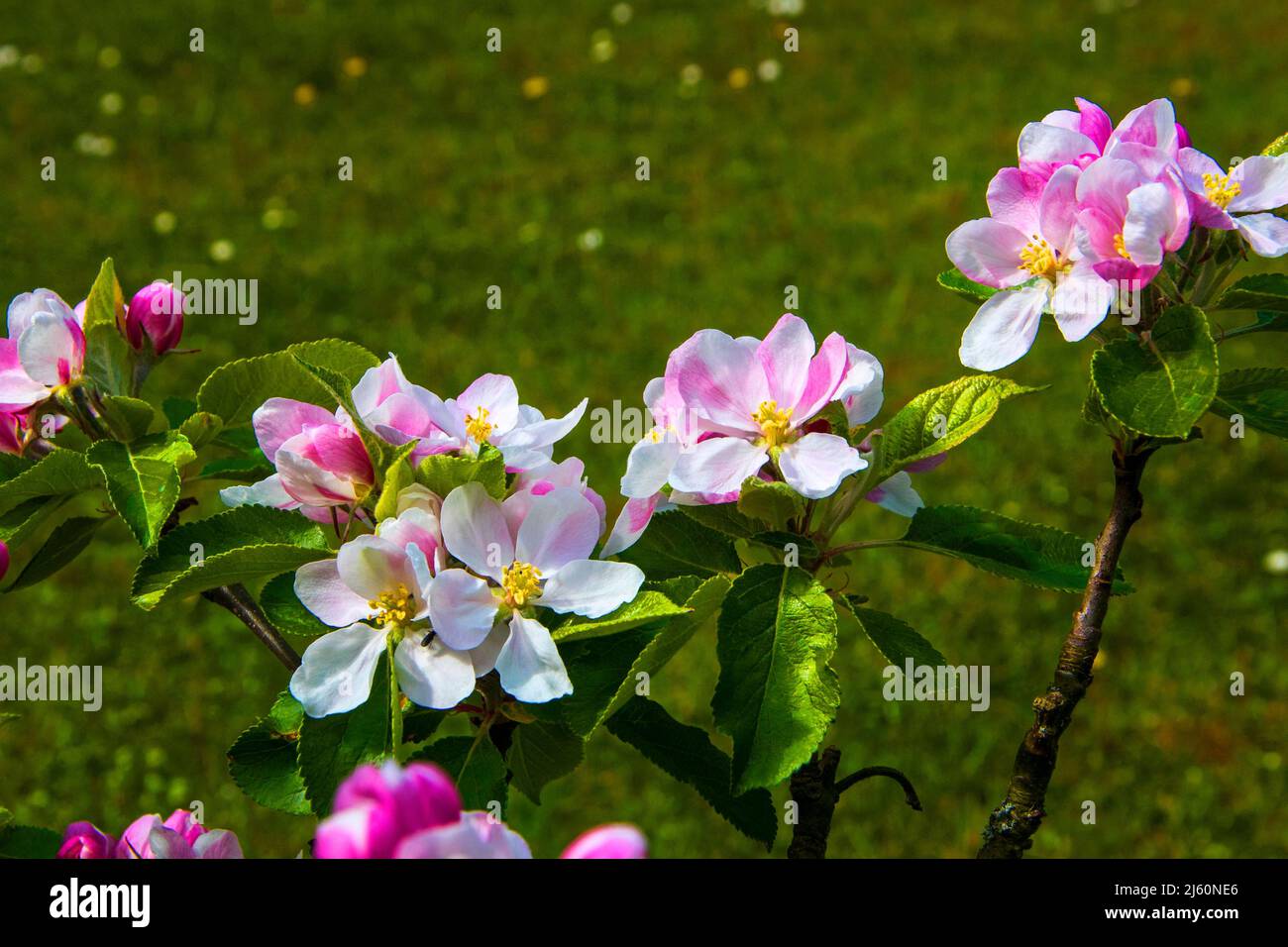 Apfelblüte auf einem Zwergapfelbaum der Sorte James Grieve, der ein früher und schmackhafter eßender oder kochender Apfel ist Stockfoto Apfelblüte auf einem Zwergapfelbaum der Sorte James Grieve, der ein früher und schmackhafter eßender oder kochender Apfel ist Stockfoto