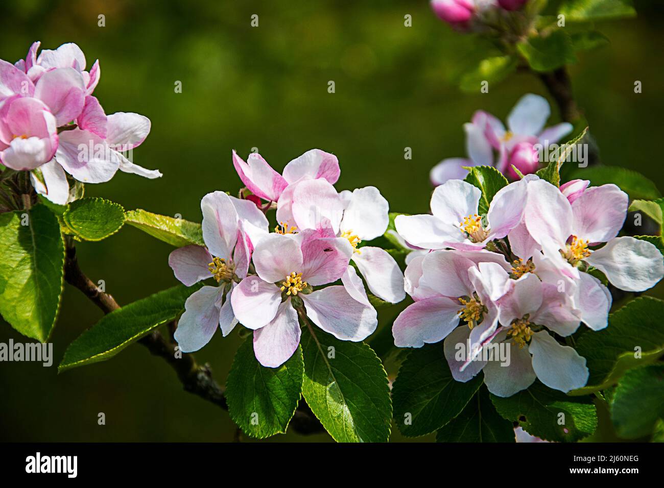 Apfelblüte auf einem Zwergapfelbaum der Sorte James Grieve, der ein früher und schmackhafter eßender oder kochender Apfel ist Stockfoto Apfelblüte auf einem Zwergapfelbaum der Sorte James Grieve, der ein früher und schmackhafter eßender oder kochender Apfel ist Stockfoto