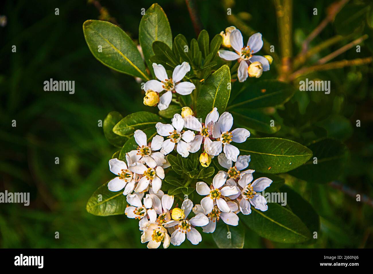Dieser Choisya Busch ist eine neue Ergänzung zu meinen Gartensträuchern Stockfoto Dieser Choisya Busch ist eine neue Ergänzung zu meinen Gartensträuchern Stockfoto