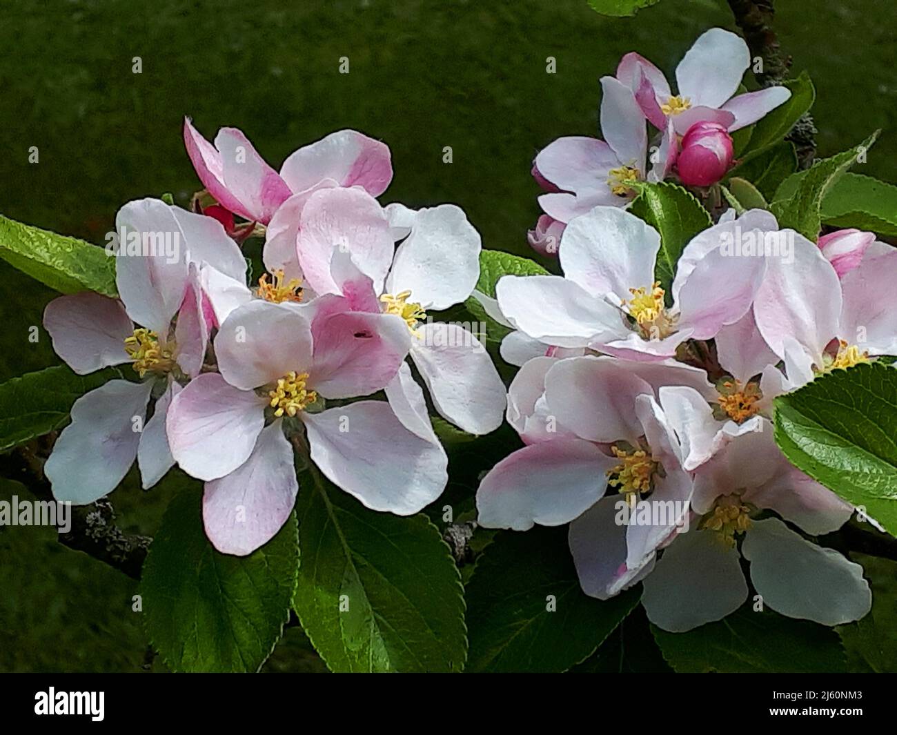 Apfelblüte auf einem Zwergapfelbaum der Sorte James Grieve, der ein früher und schmackhafter eßender oder kochender Apfel ist Stockfoto Apfelblüte auf einem Zwergapfelbaum der Sorte James Grieve, der ein früher und schmackhafter eßender oder kochender Apfel ist Stockfoto