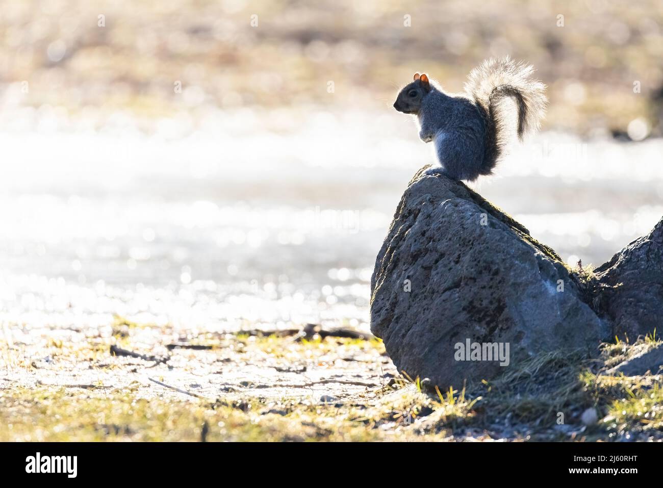 Östlichen Grauhörnchen (Sciurus carolinensis) Stockfoto