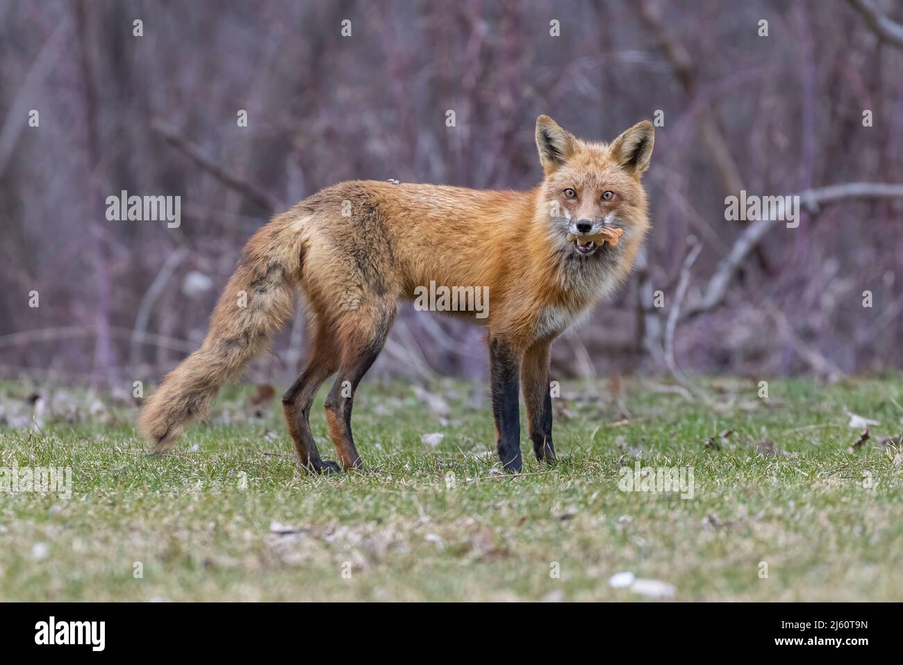 Urban Fox mit Hundefutter Stockfoto