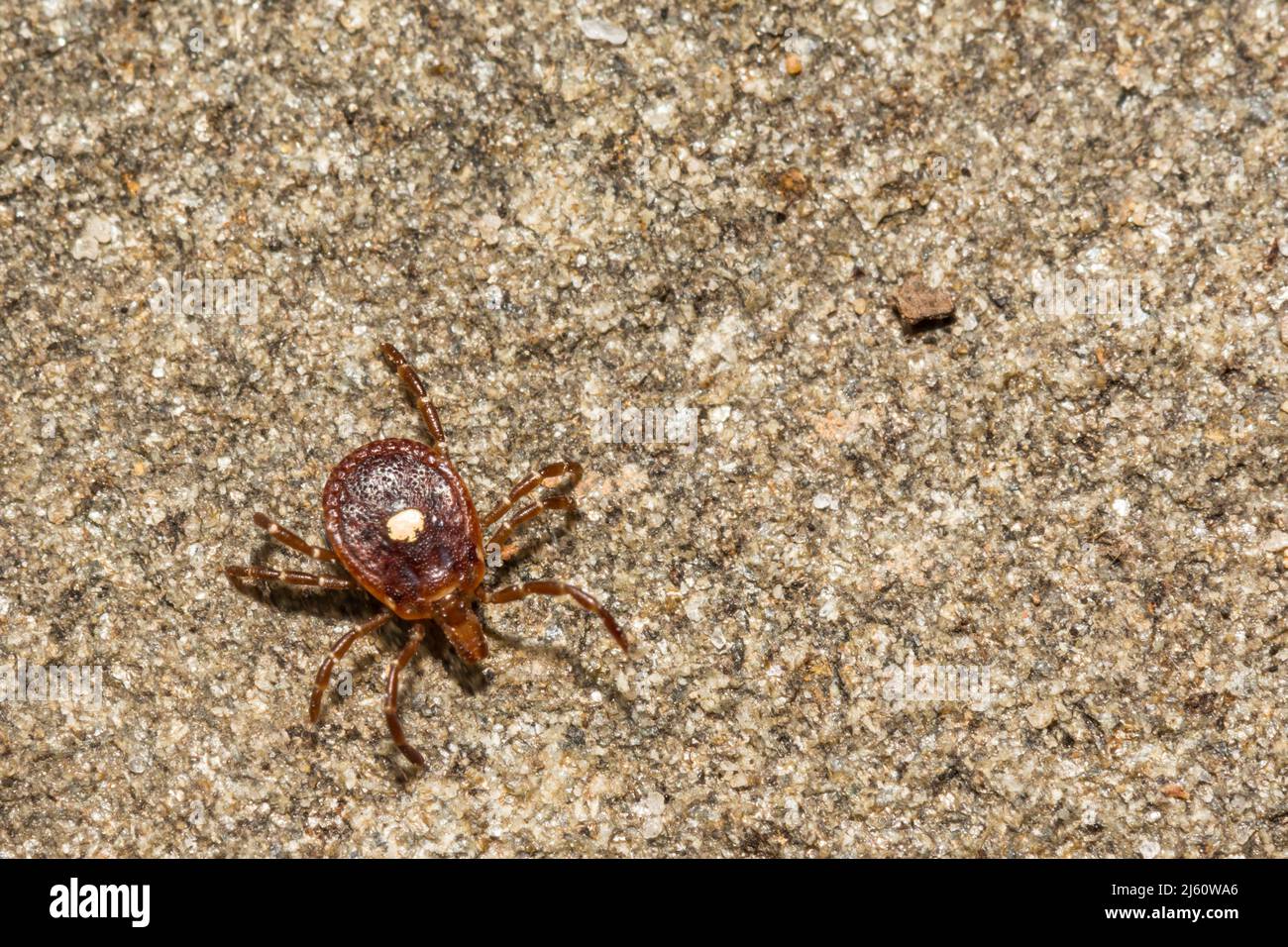 Lone Star Tick - Amblyomma americanum Stockfoto