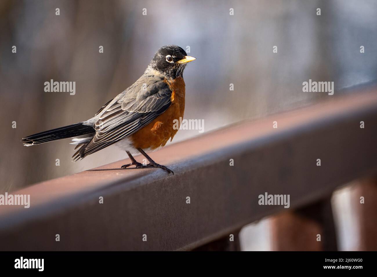 Amerikanischer Rotkehlchen, der an einem kalten Wintermorgen nach Nahrung geortet wird. Stockfoto