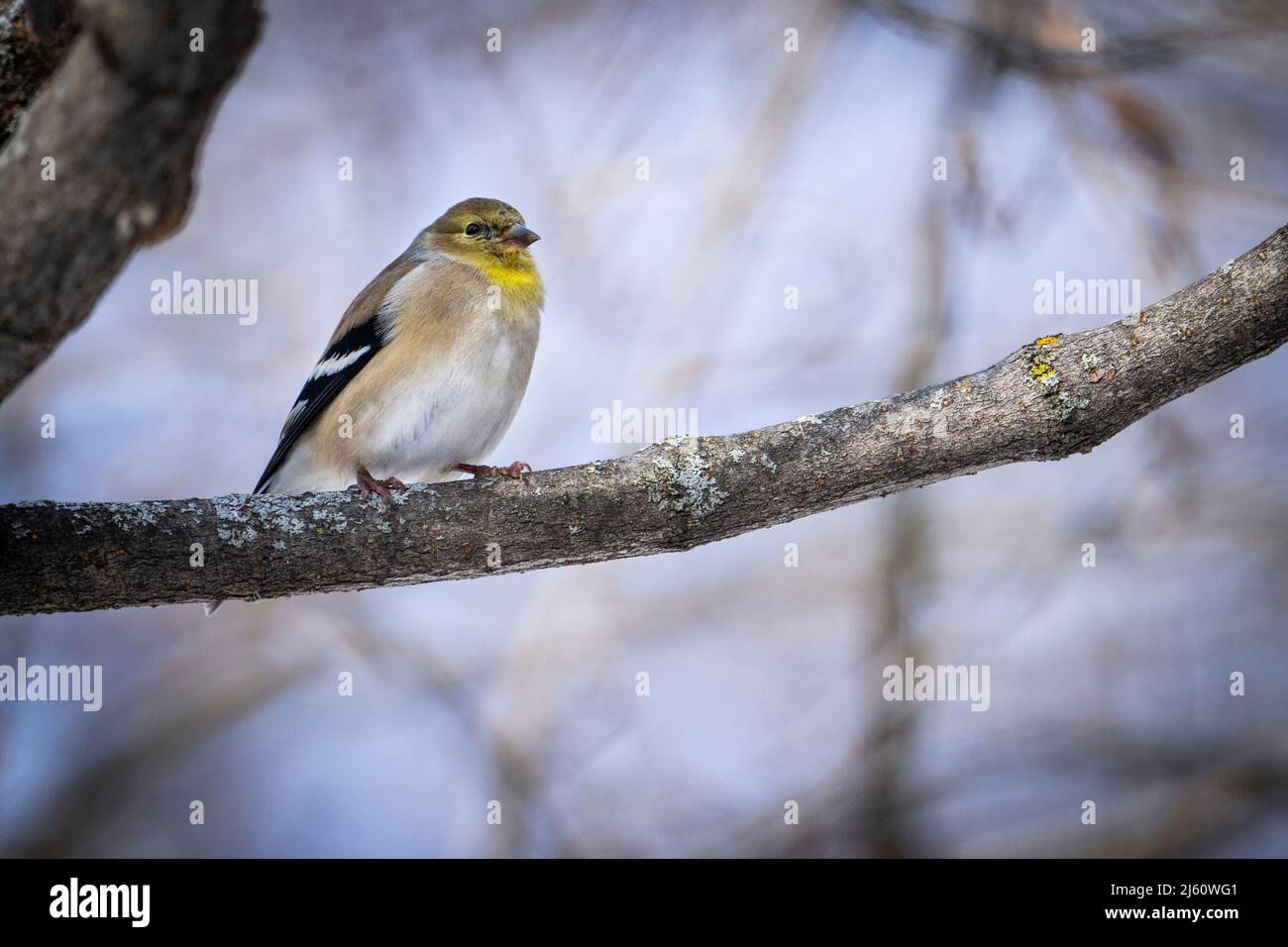 Amerikanischer Goldfink, der an einem Wintertag in einem Park Sonnenblumenkerne isst. Stockfoto