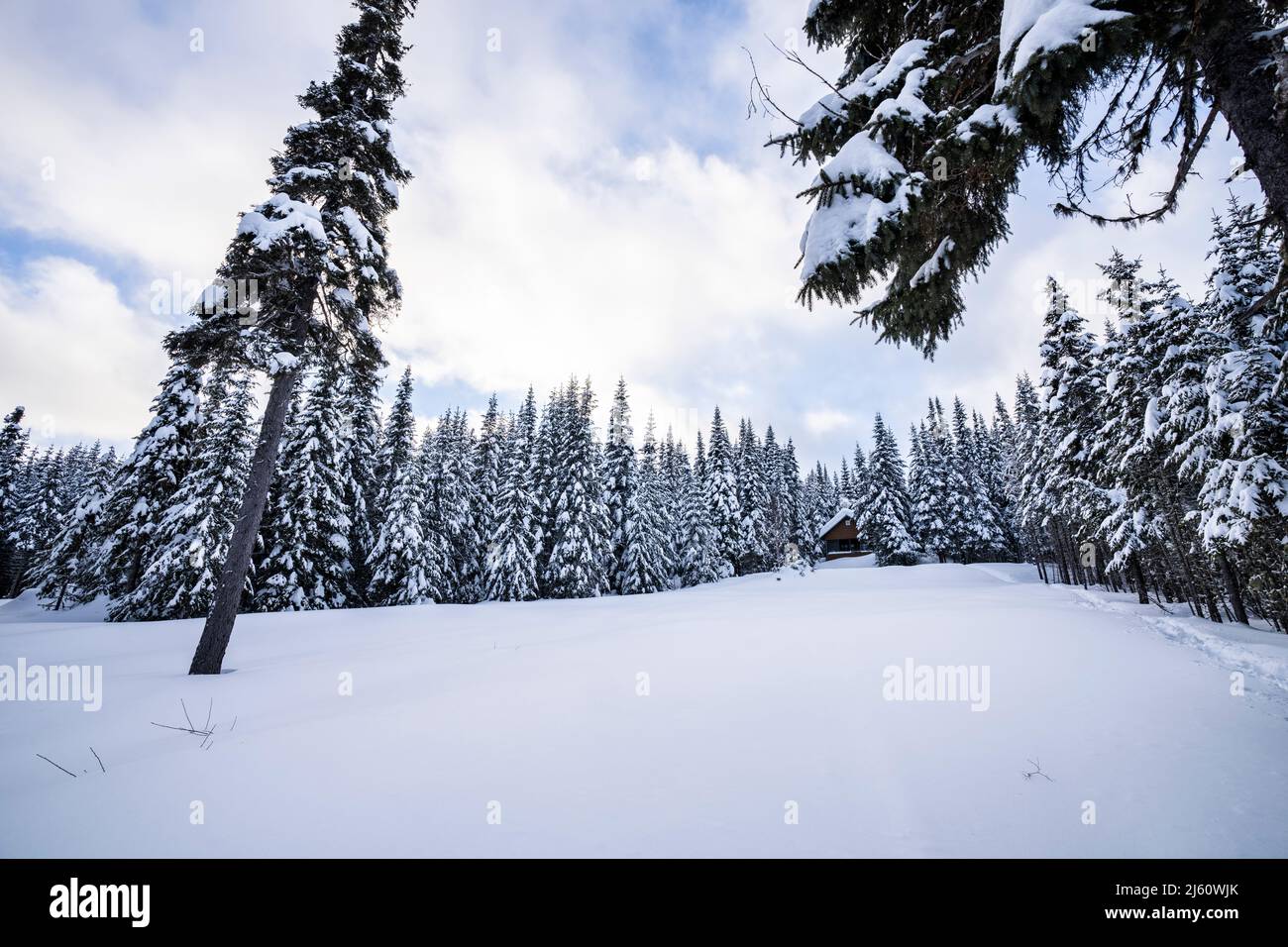 Verschneite Winterwaldbäume in kalten und bewölkten Morgen. Stockfoto