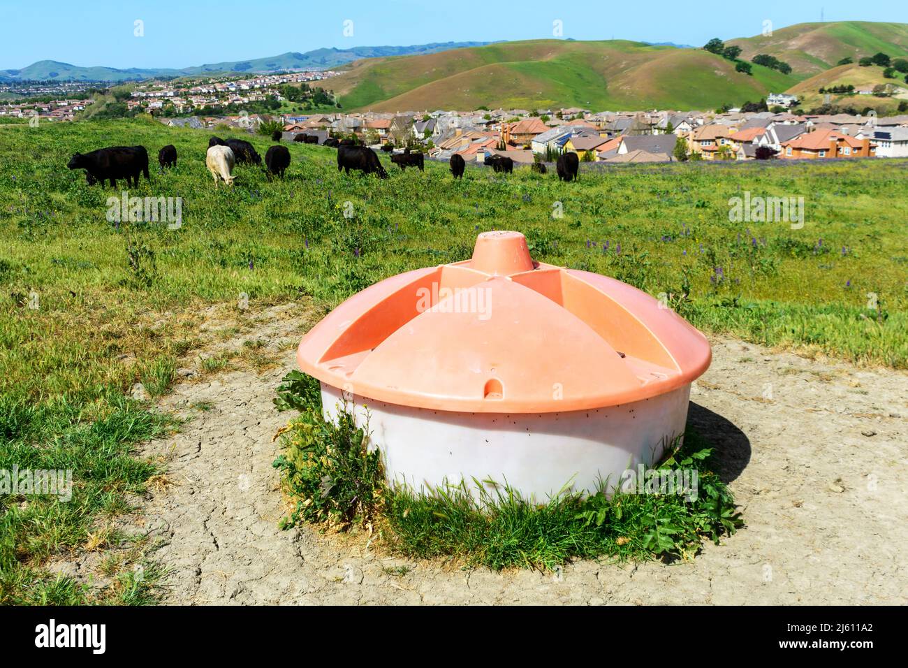 Flüssigkeitsspender zum Abfüllen von Flüssigfuttermitteln an Nutztiere. Kühe grasen auf grünem Gras. Hintergrund gehobenes Wohnviertel in einem Vorort Stockfoto