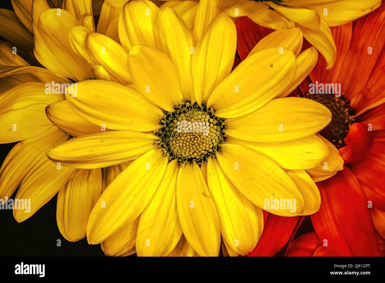 Eine gelbe Beleuchtung für Blumen und Gänseblümchen Stockfoto