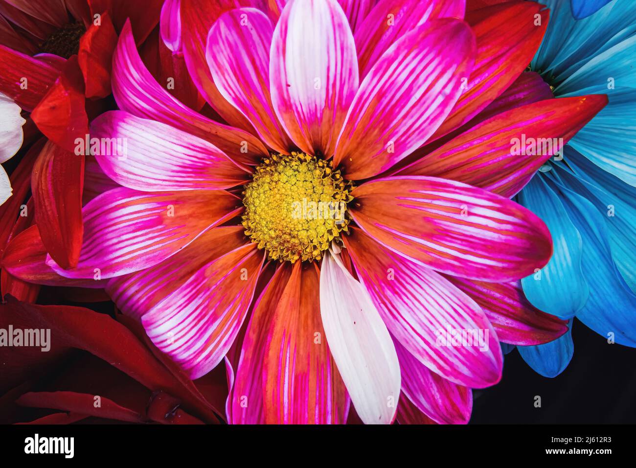 Mehr Blumen leuchten diese rot gefärbte Gänseblümchen auf Stockfoto