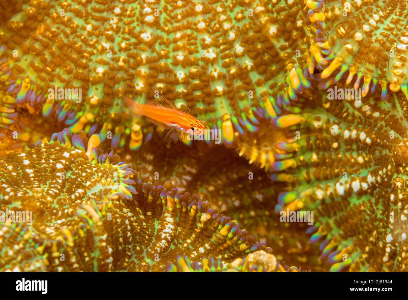 Ein juveniles gestreiftes Triplefin, Helcogramma striata, schwebt über einer Kolonie von Korallimorphen, auch als Pilzkorallen, Discosoma oder Actinodiscus bekannt Stockfoto