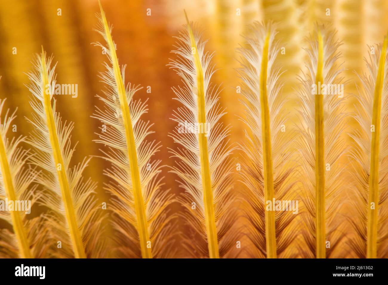 Dies ist ein mikroskopischer Blick auf das Detail eines indischen Federstaubwurms, Sabellastarte indica, einer der größeren dieser Familie, die 4 cm ac erreicht Stockfoto