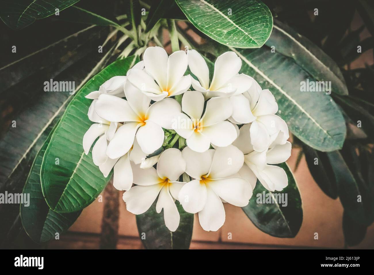 Weiße Blüten blühen Stockfoto