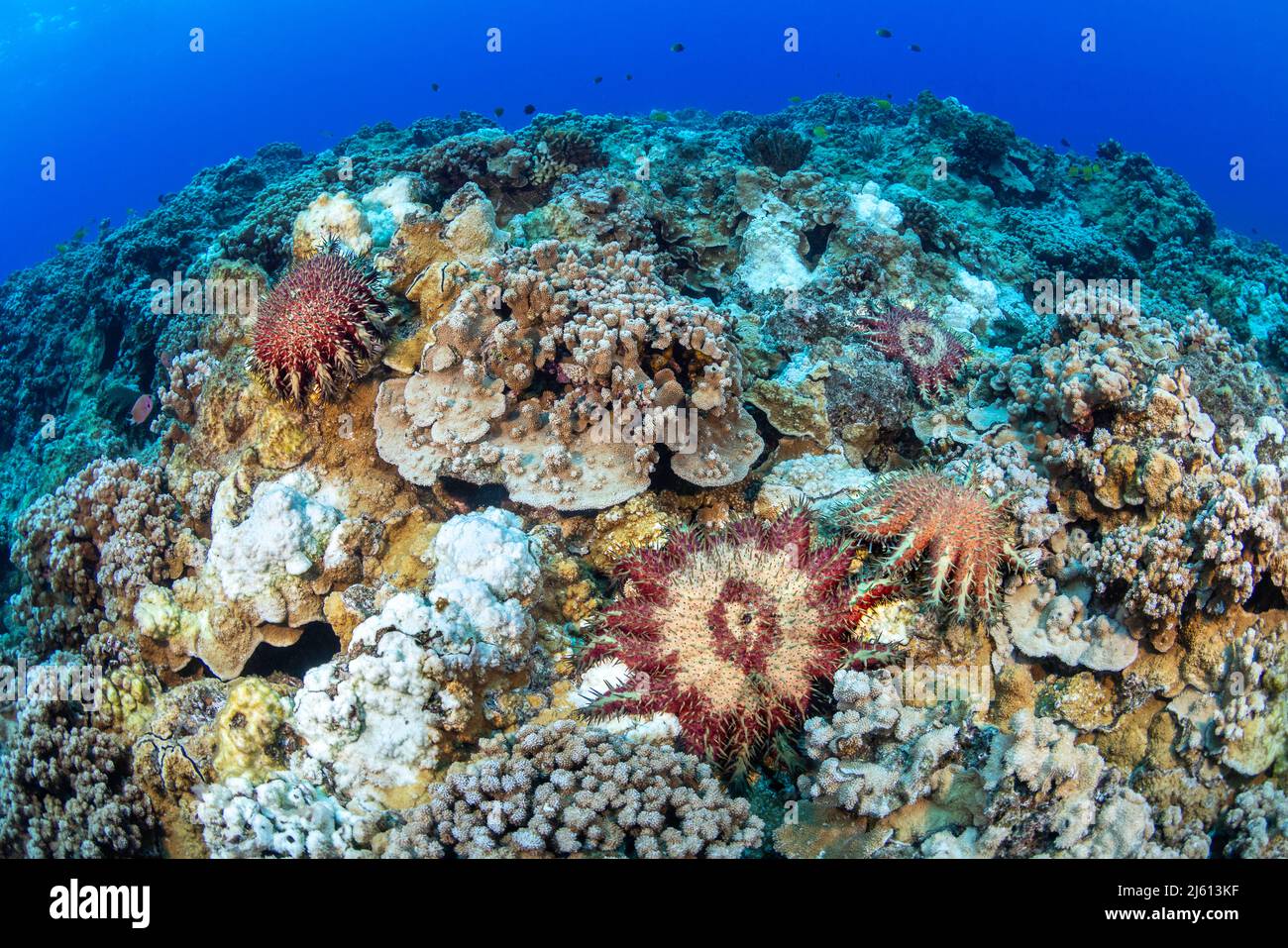 Tote weiße Riffabschnitte, die durch einen Befall von Dornenkrone-Seesternen, Acanthaster planci, Hawaii, getötet wurden. Stockfoto