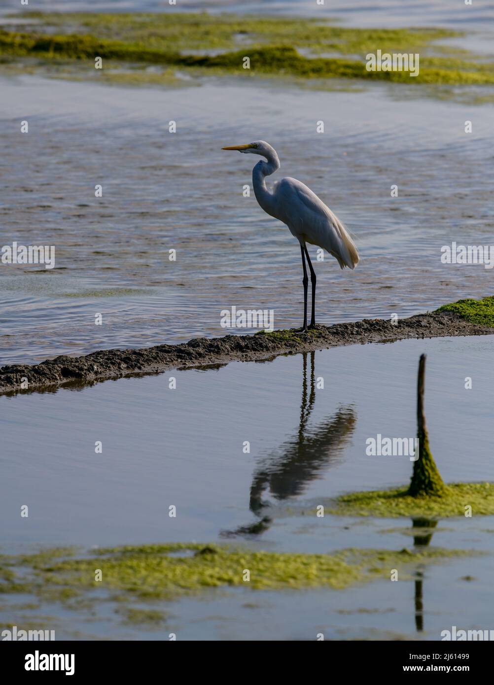 Große weiße Reiher fliegen und kämpfen, Eine wunderschön erhellende Aufnahme von Leben lebte weitgehend auf dem Flügel und Wasser!! Stockfoto