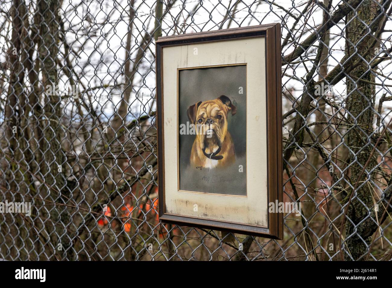 Ungewöhnlich gerahmtes Bild eines Hundes in der Nähe einer Bushaltestelle in Victoria, Vancouver Island, British Columbia, Kanada Stockfoto