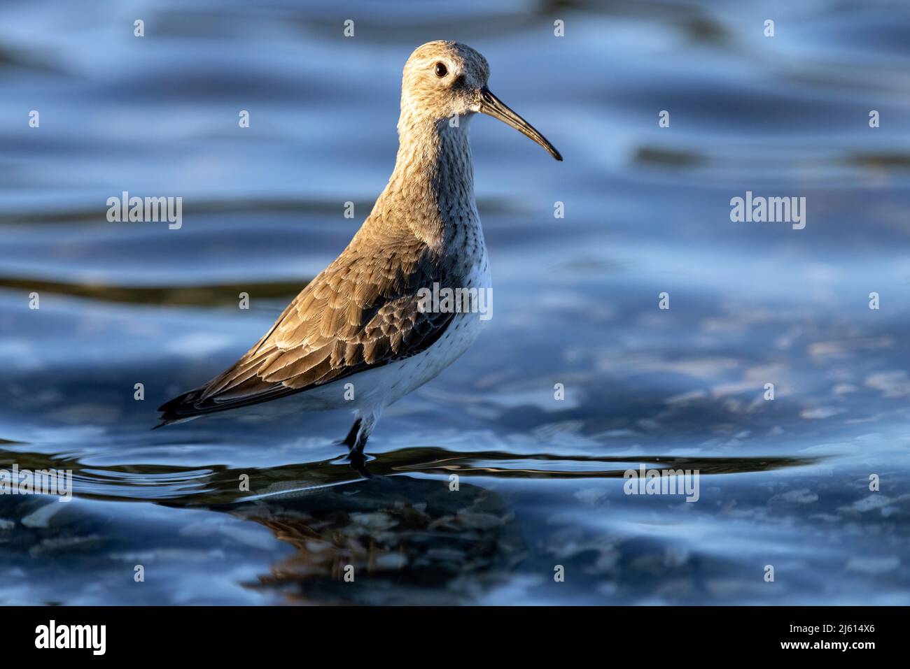 Dunlin (Calidris alpina), nicht zuchtende Erwachsene in der Esquimalt Lagoon - Colwood, in der Nähe von Victoria, Vancouver Island, British Columbia, Kanada Stockfoto