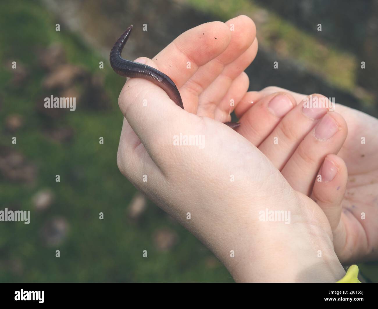 Das Bild zeigt zwei Kinderhände, die einen langen Regenwurm - Lumbricus terrestris - halten Stockfoto