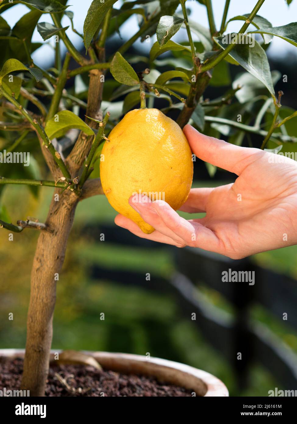 Gärtner Hand berührt reife Zitrone auf einem Baum - Kommissionierung frische reife Zitronen in sonnigen Zitronenbaum Garten Stockfoto