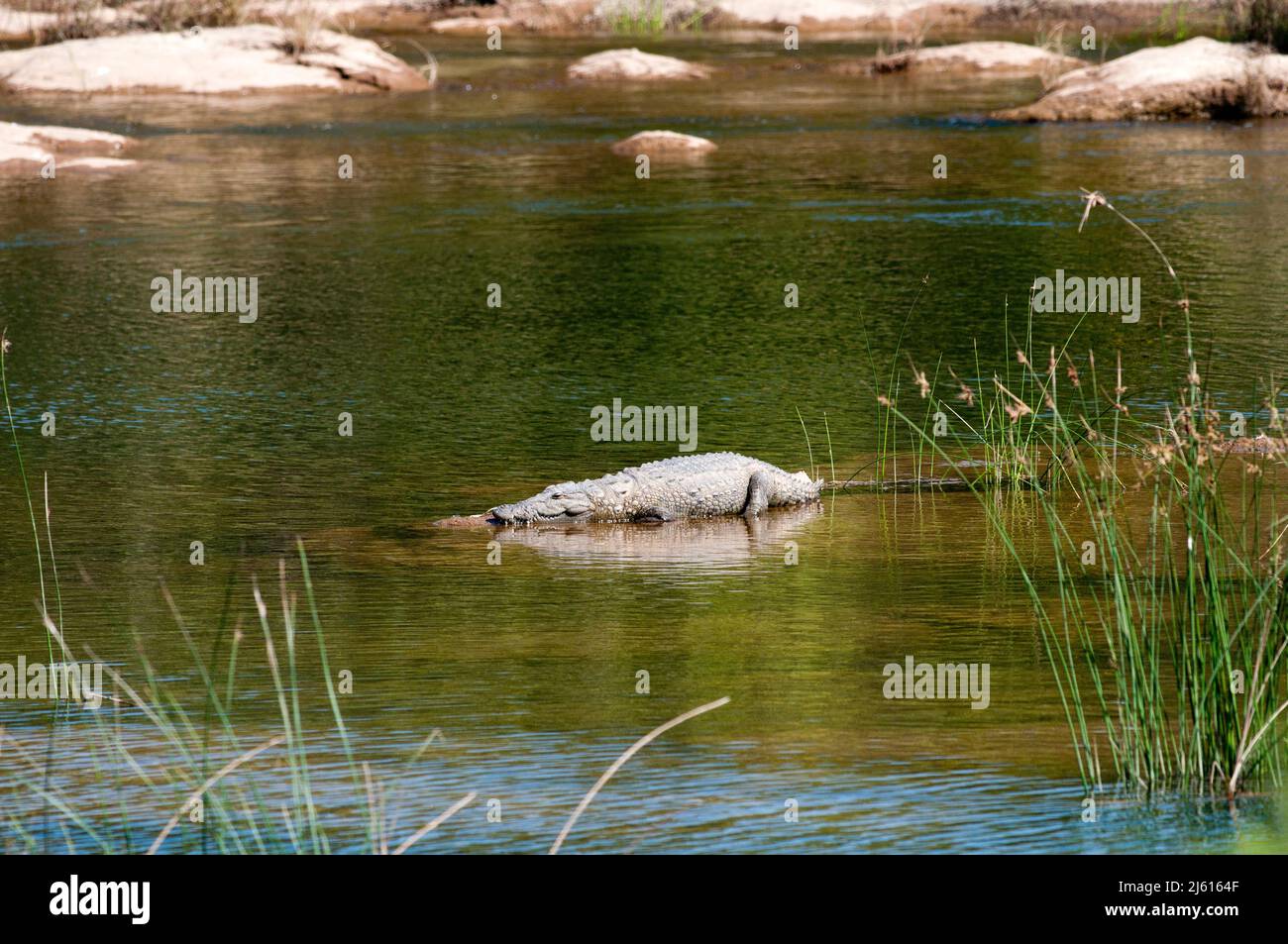 Marsh Crocodile Der Riesenkiller Stockfoto