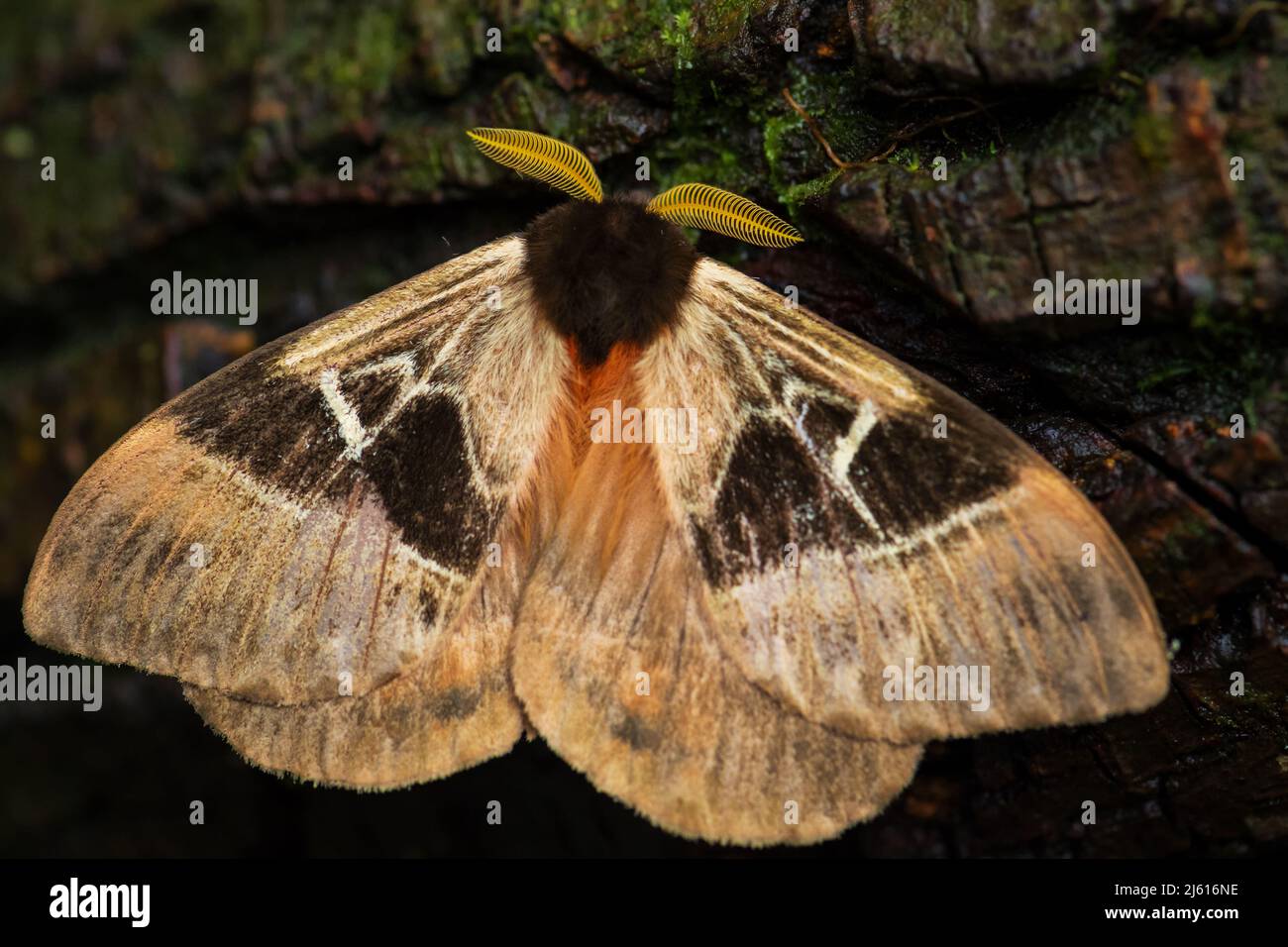 Emperor Motte - Dirphia napoensis, schöne große Motte aus südamerikanischen Wäldern und Wäldern, Ecuador. Stockfoto