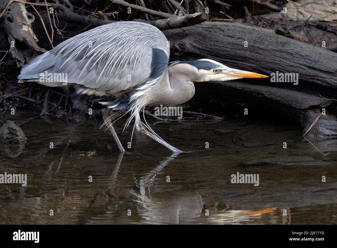 Great Blue Heron (Ardea herodias) - im Cuthbert Holmes Park (Colquitz Creek) in Saanich, in der Nähe von Victoria, Vancouver Island, British Columbia, Kanada Stockfoto